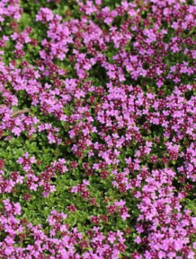 Thymus serpyllum blossoms - 'Common Sand Thyme'