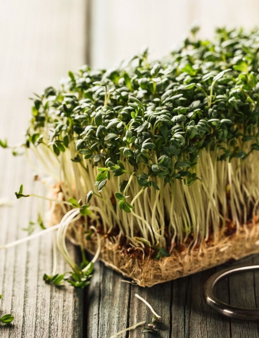 Lepidium sativum / tuinkers