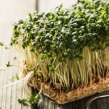 Lepidium sativum / tuinkers