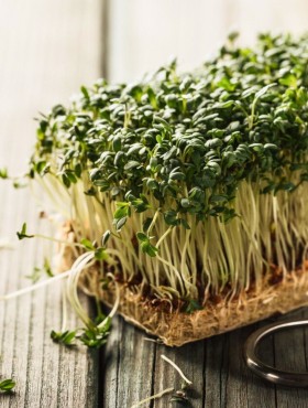 Lepidium sativum / tuinkers