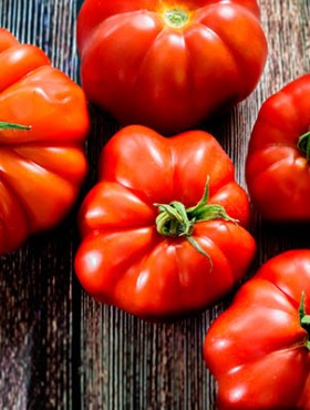 Fresh red Marmande RAF red tomatoes