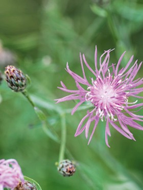Centaurea stoebe