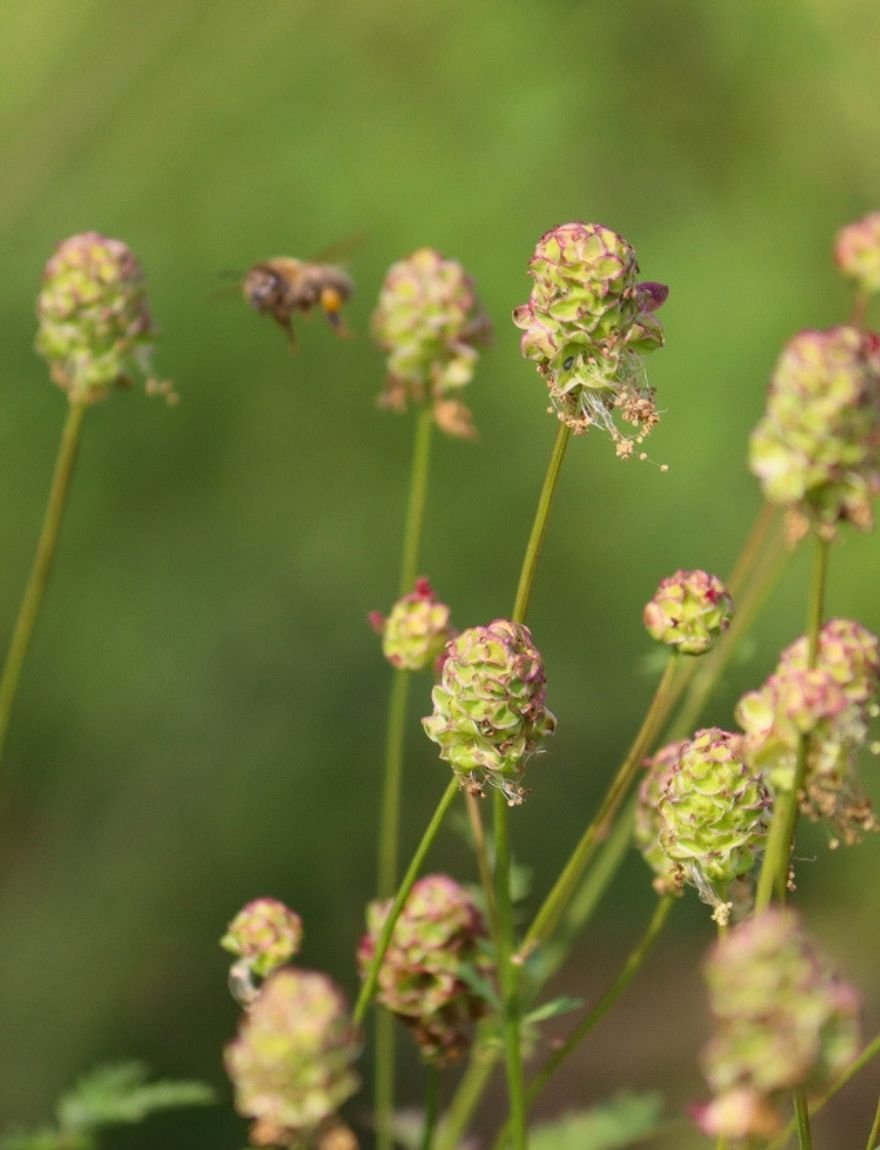 Sanguisorba minor (syn. Poterium sanguisorba)