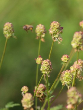 Sanguisorba minor (syn. Poterium sanguisorba)
