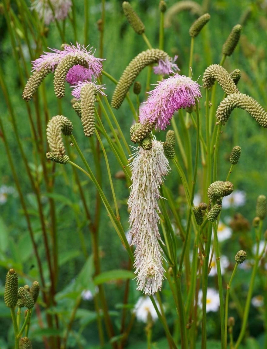 Japanse pimpernel (Sanguisorba tenuifolia)