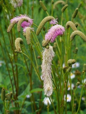 Japanse pimpernel (Sanguisorba tenuifolia)
