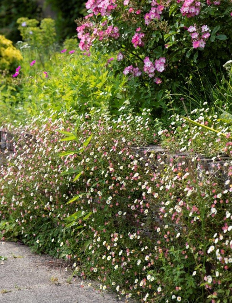Erigeron karvinskianus