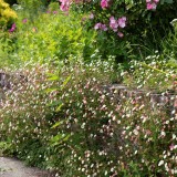 Erigeron karvinskianus