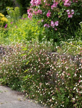 Erigeron karvinskianus
