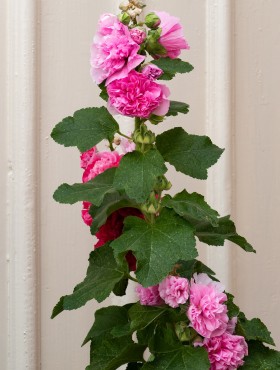 Alcea 'Chater's Double Pink'