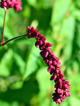 Persicaria orientalis ‘Kiss me over the garden gate’