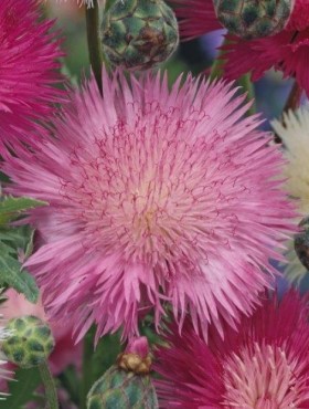 Centaurea moschata imperialis 'Splendens' (paars-violet)