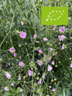 Althaea cannabina