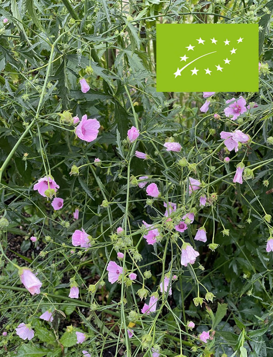 Althaea cannabina