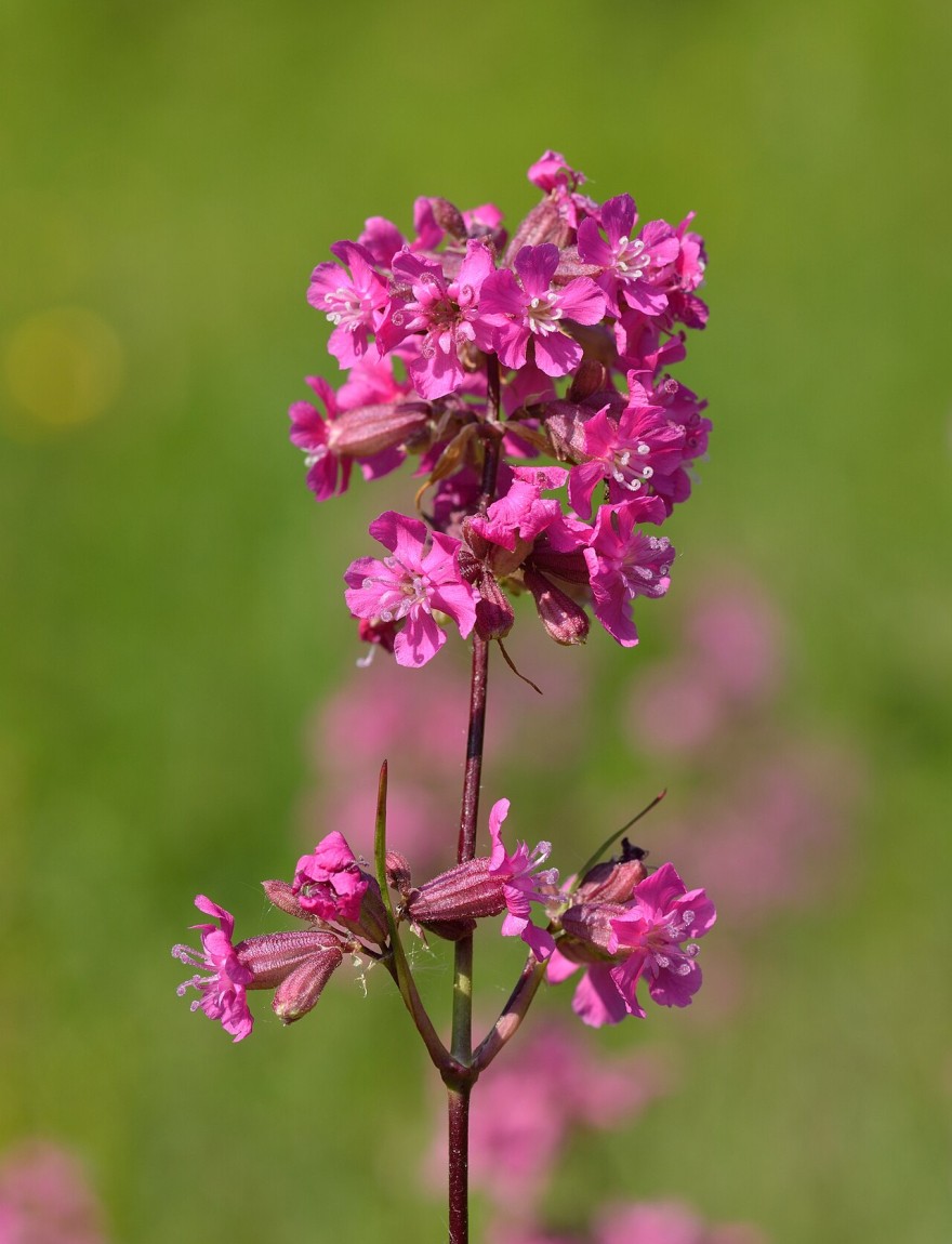 Lychnis viscaria