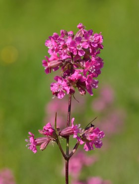 Lychnis viscaria