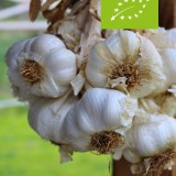 Knoflook 'Sabagold' (Allium sativum) - bio