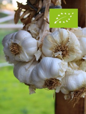 Knoflook 'Sabagold' (Allium sativum) - bio