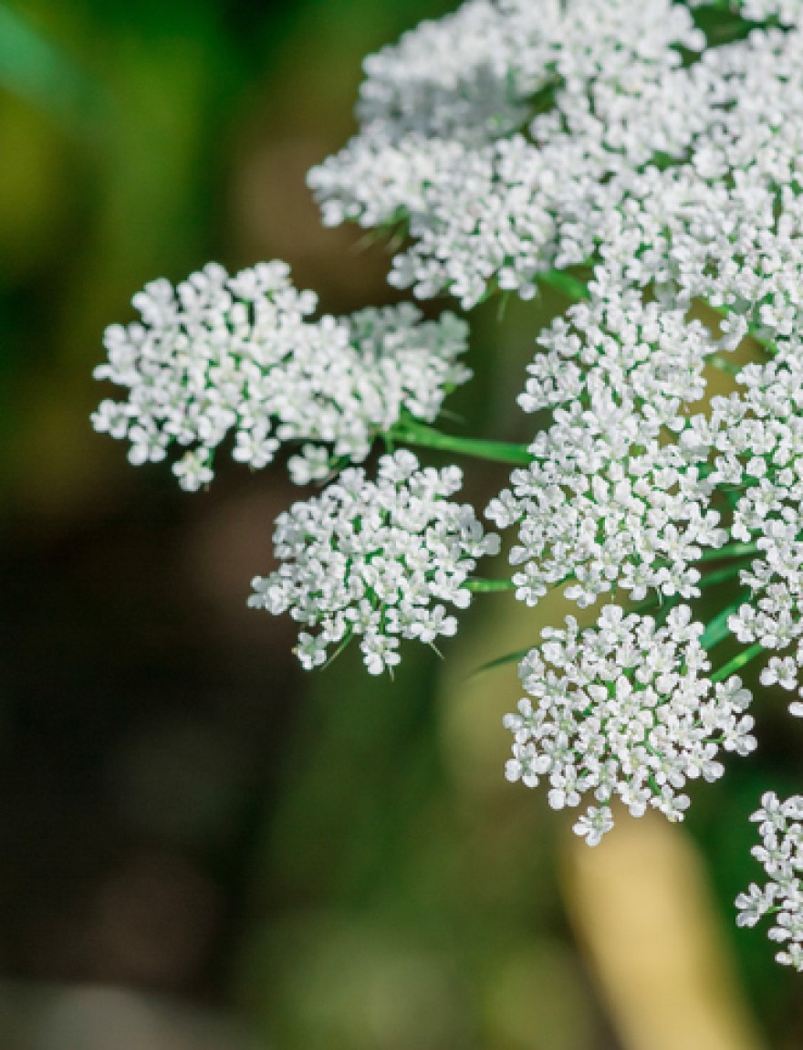 Ammi majus