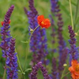 Geum chiloense 'Mrs Bradshaw'