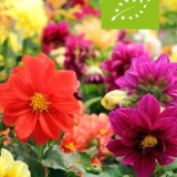 Bijentuinpakket (biologisch)