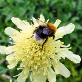 Cephalaria gigantea