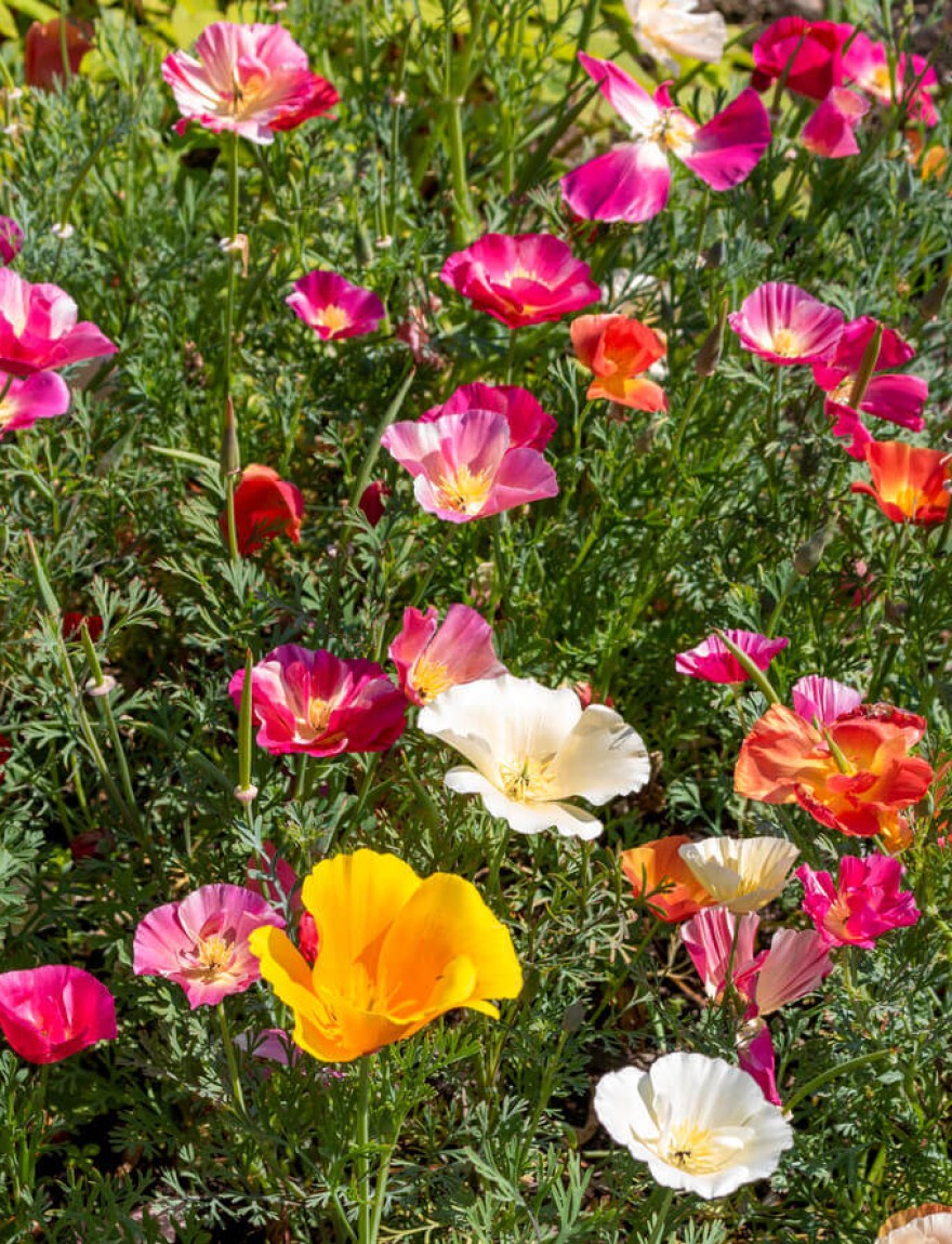 Eschscholzia californica XL JellyBeans