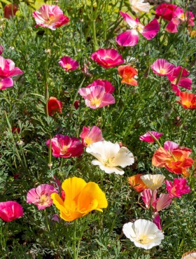 Eschscholzia californica XL JellyBeans