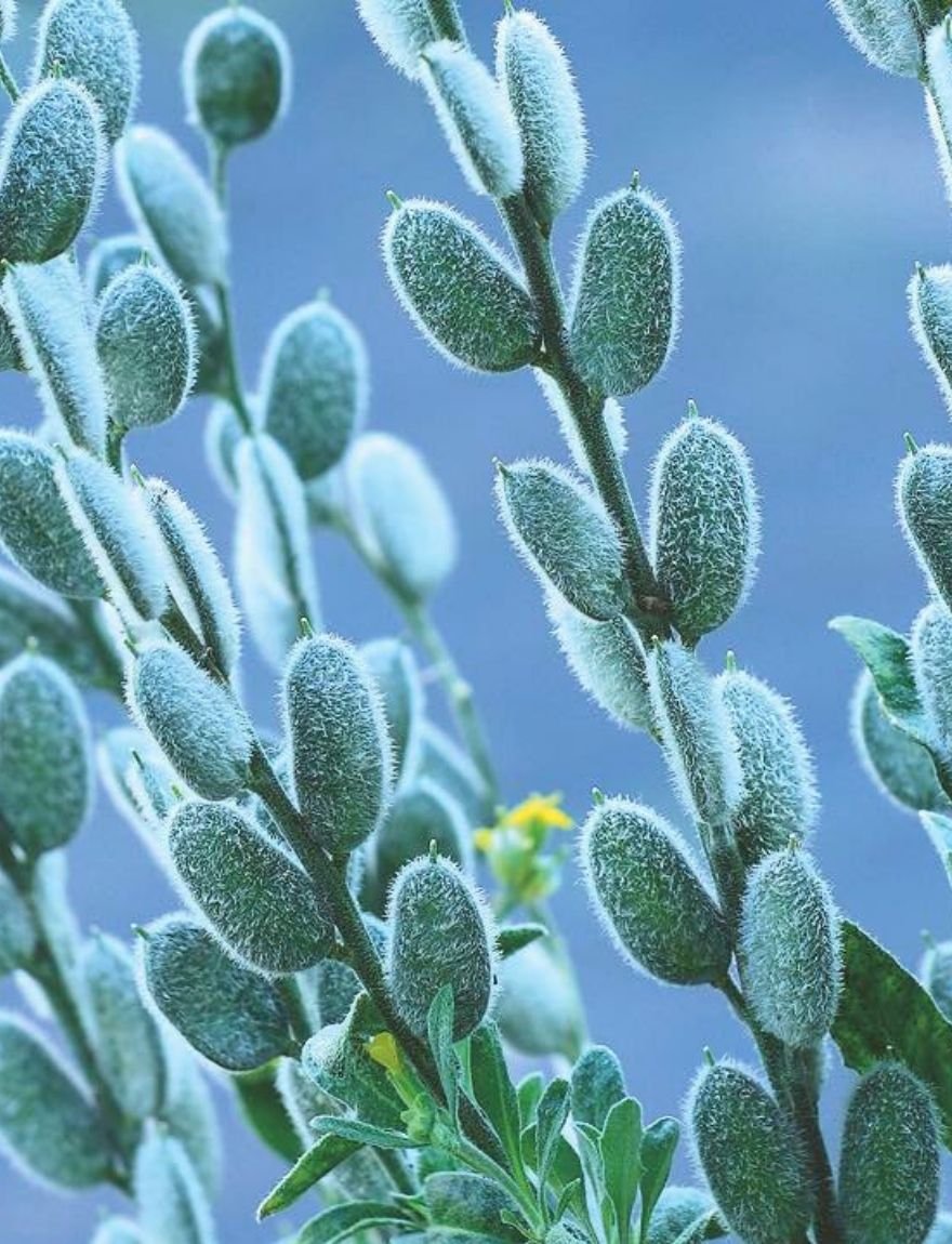 Romeinse schildjes (Fibigia clypeata) close-up