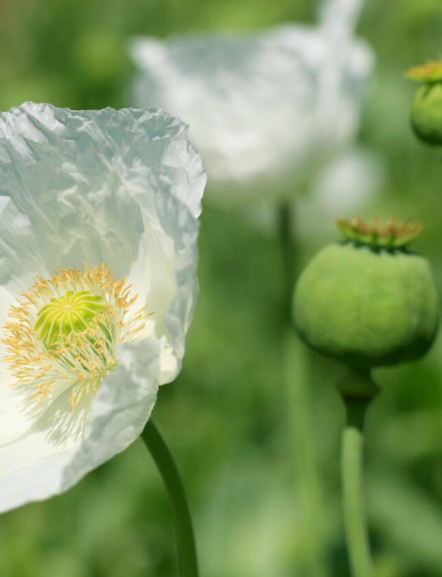 Papaver somniferum Sissinghurst white