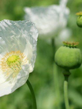 Papaver somniferum Sissinghurst white