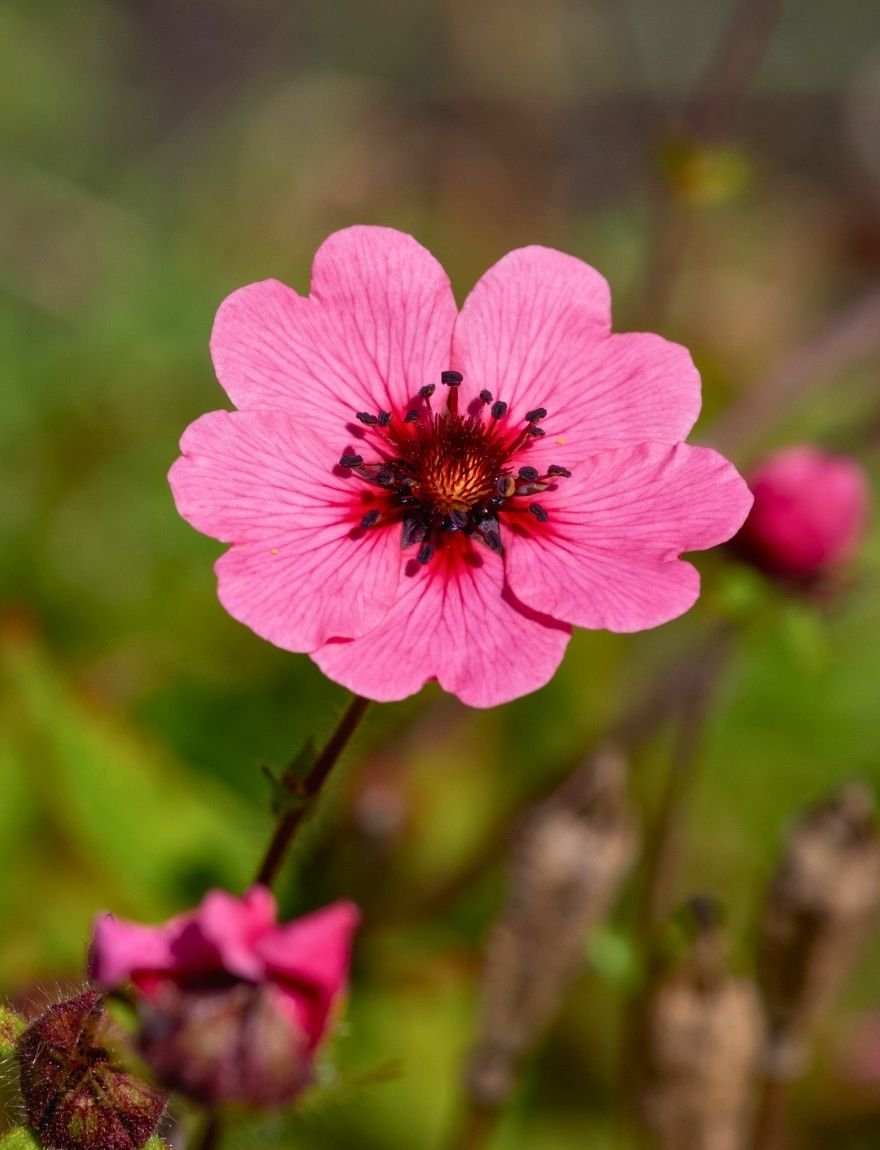 Potentilla nepalensis 'Helen Jane'