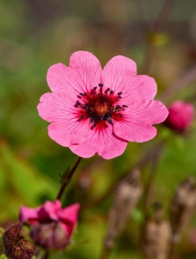 Potentilla nepalensis 'Helen Jane'