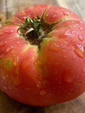 Tomaat Brandywine Pink