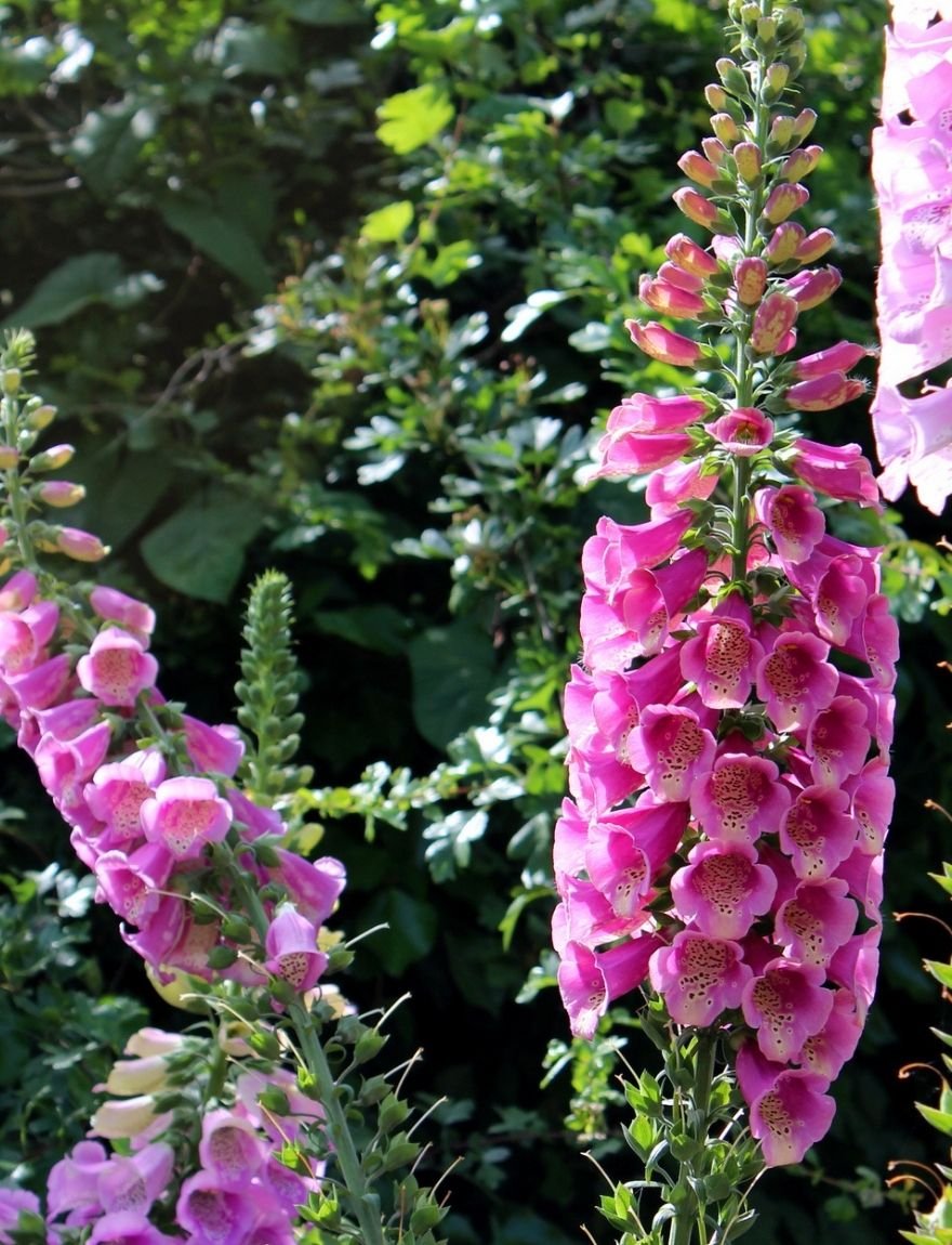 digitalis purpurea excelsior