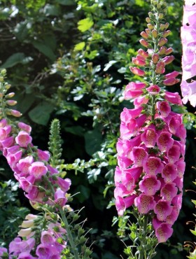 digitalis purpurea excelsior