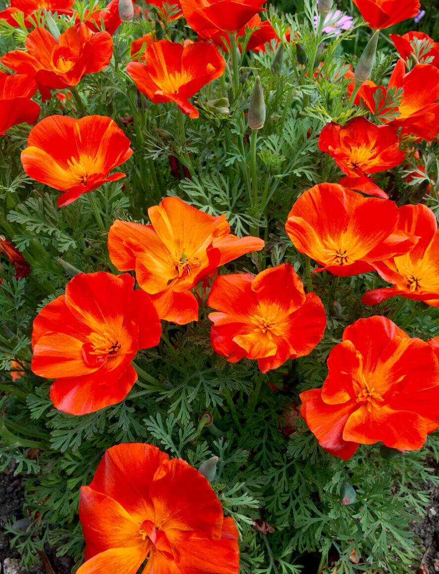 Eschscholzia californica Red Chief