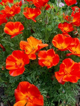 Eschscholzia californica Red Chief