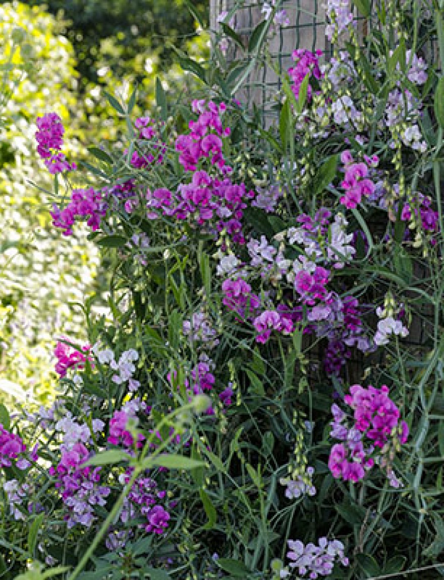 Lathyrus latifolius (mengsel)