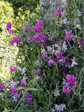 Lathyrus latifolius (mengsel)