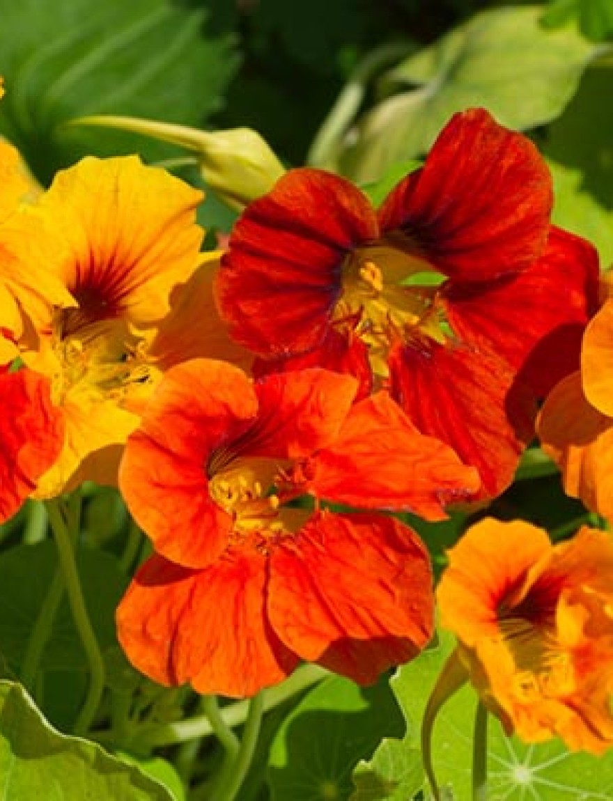 Flowering nasturtium (lat. Tropaeolum) closeup