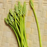 Bosasperge Ornithogalum pyrenaicum