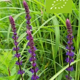 Bijentuinpakket (biologisch)