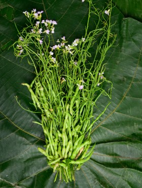 Rat tailed Radish, Serpent radish or Tail pod radish (Raphanus caudatus) on green leaf background, A type of edible vegetables in Northern of Thailand