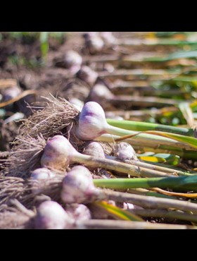 Bollen en knollen