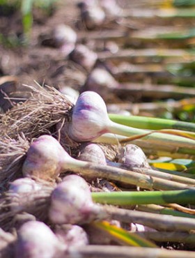 nature, food, vegetables