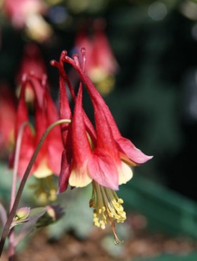 Aquilegia canadensis