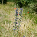 Echium vulgare