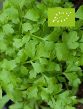 Lepidium sativum / tuinkers grootbladig