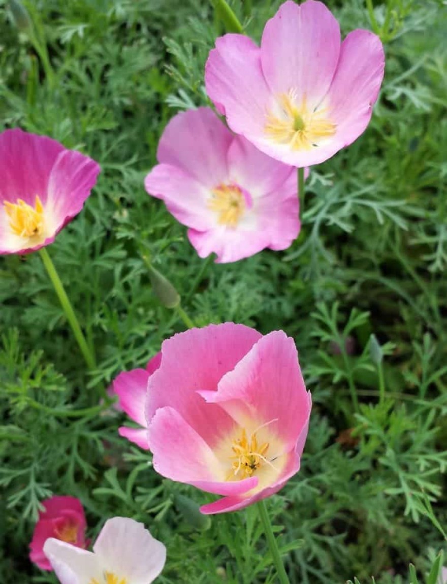 Eschscholzia californica Purple Gleam